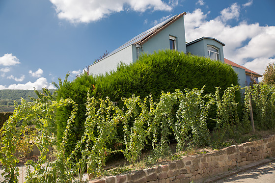 A la Maison Bleue (68) - photo 4