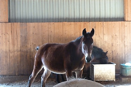 Zucht- und Reitstall Gentinetta