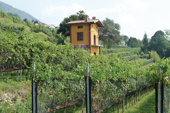 Cantina Cavallini - photo 0