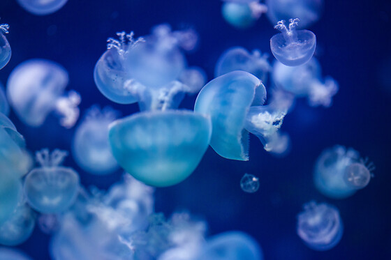 Aquarium de Paris - photo 8