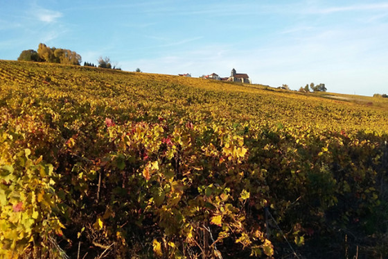 Sentier du Vigneron - photo 1