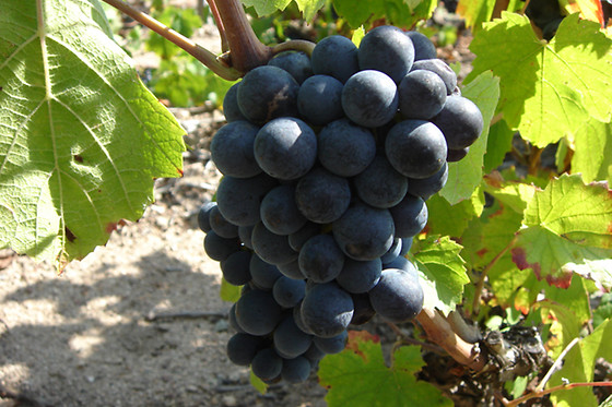 Domaine Brisson - photo 6