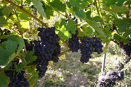 Clos des Cantons
