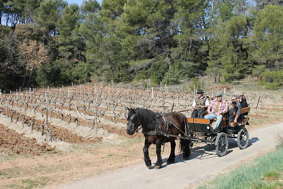 Vignerons du Mont Ventoux - photo 3