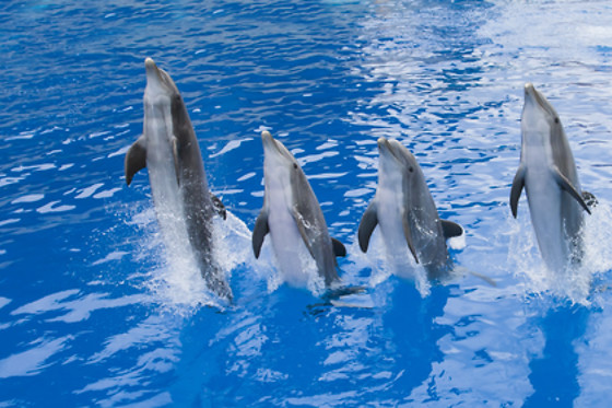 Marineland Hôtel - photo 5