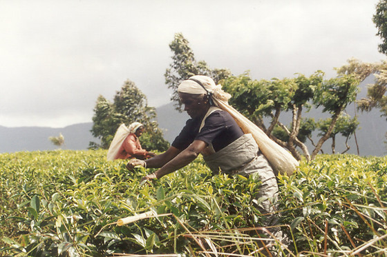 le T Fine Tea Trading Company - photo 3