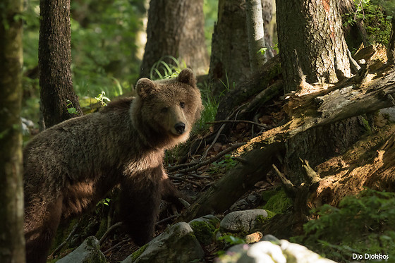 Pays de l'Ours - Adet - photo 0