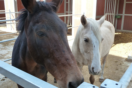 Zucht- und Reitstall Gentinetta - photo 23