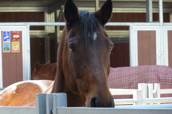 Zucht- und Reitstall Gentinetta - photo 30