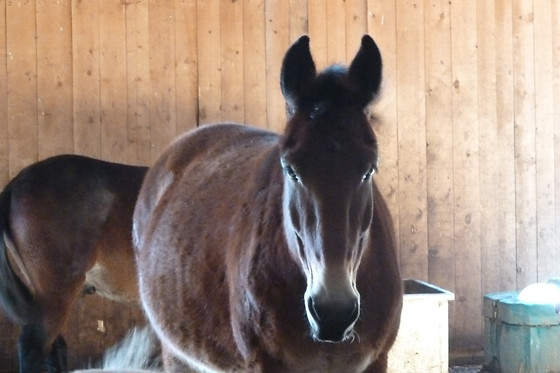 Zucht- und Reitstall Gentinetta - photo 20