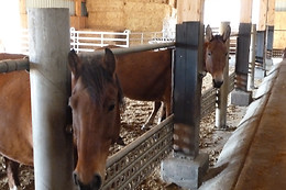 Zucht- und Reitstall Gentinetta