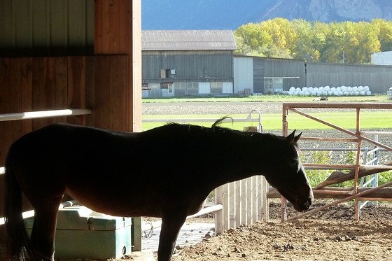 Zucht- und Reitstall Gentinetta - photo 21