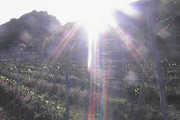 Cave Boléro