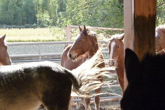 Zucht- und Reitstall Gentinetta - photo 26