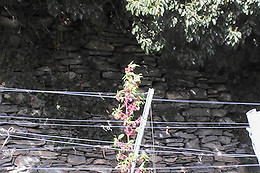 Cave Boléro
