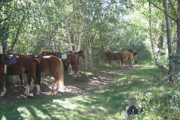Zucht- und Reitstall Gentinetta
