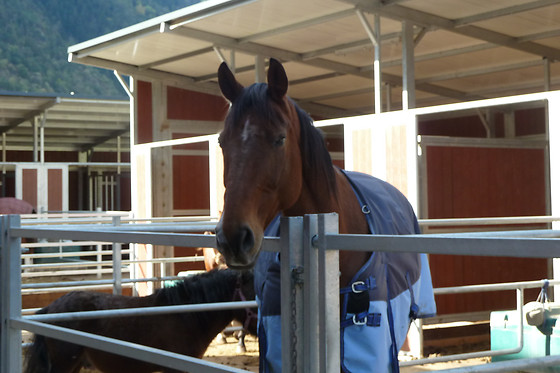Zucht- und Reitstall Gentinetta - photo 3