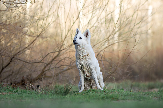 Camille H. Photographie - photo 8