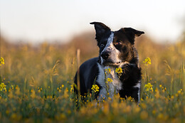 Camille H. Photographie