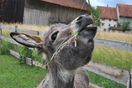 Eselhof Säge - photo 9
