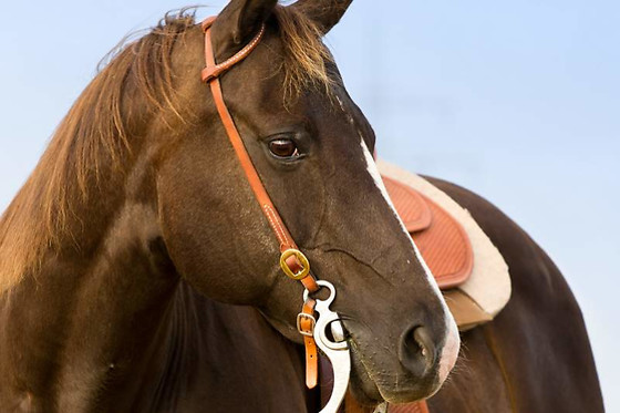 AGUAS TRANQUILAS - photo 6