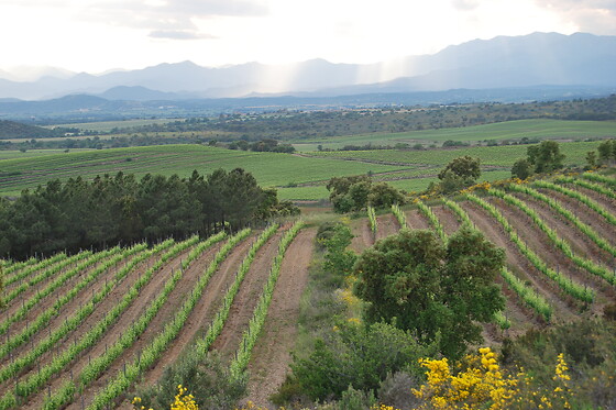 BODEGA MAS LLUNES - photo 4